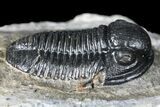 Detailed Gerastos Trilobite Fossil - Morocco #134058-3